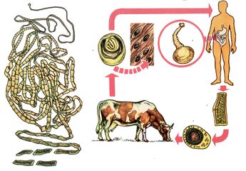 For a very common helminth, bovine tapeworm, a cow serves as an intermediate host, and a person is the final one. 