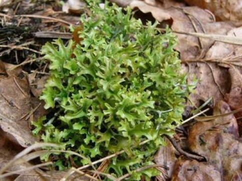 cetraria from parasites in the body