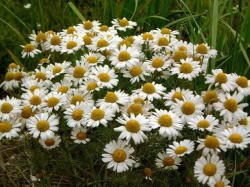 chamomile against parasites in the body