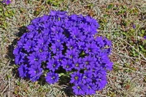 fever root from parasites in the body