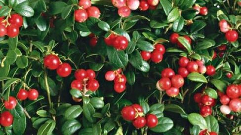lingonberries against parasites in the body