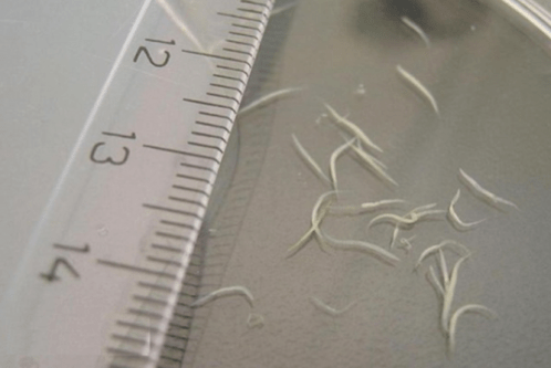 how to remove pinworms from a child