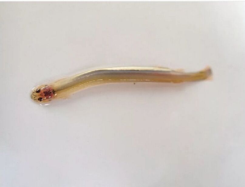 Wandellia whiskered - a dangerous parasitic fish