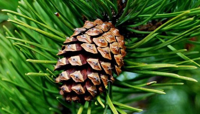 pine cone for removing parasites